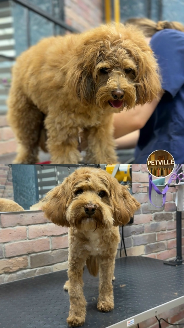 PETTVILE— это уютный и современный груминг-салон с бере?...