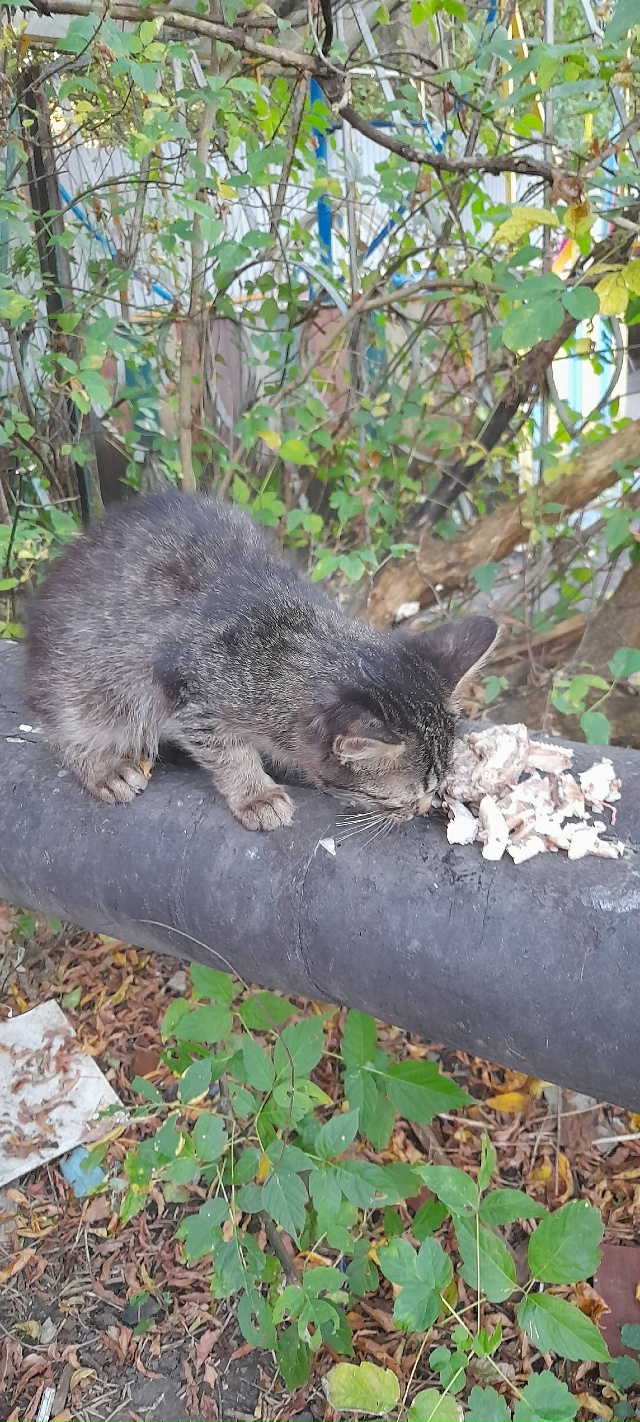 Друзья, подскажите, кто забрал этого котеночка за детс?...