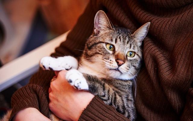 🤯🙀 Больше никаких кошек? В Роспотребнадзоре рассказ?...