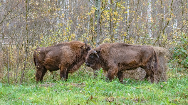 🐃🐃🐃Продолжается реализация восстановления популя?...