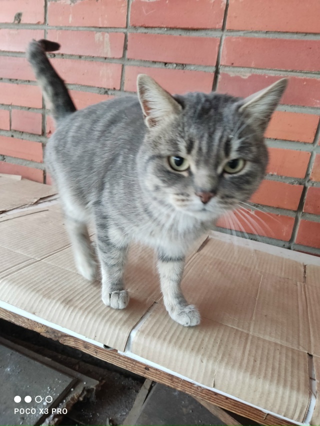 Чей котик видно что домашний прибился возле столовой т...