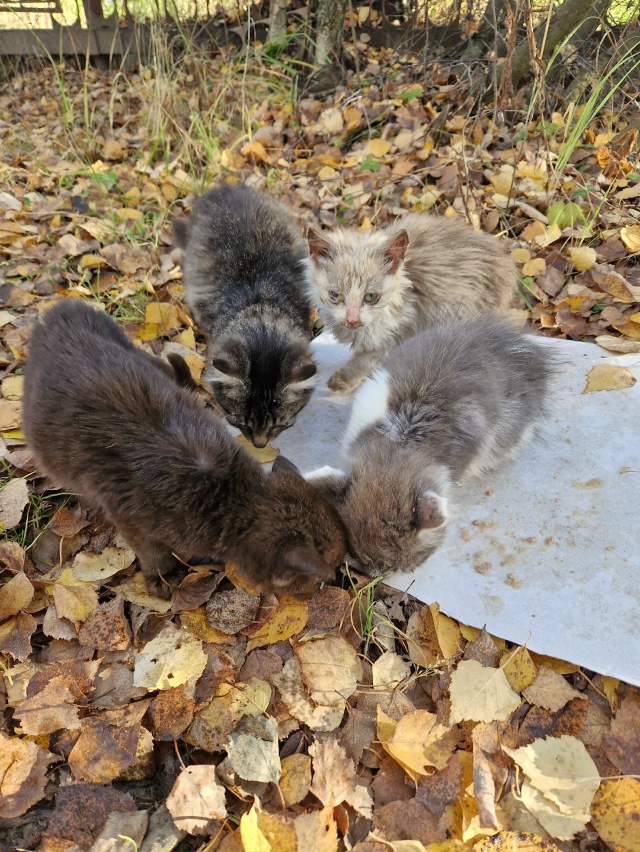Найдены котята за садом Мичурина, около забора