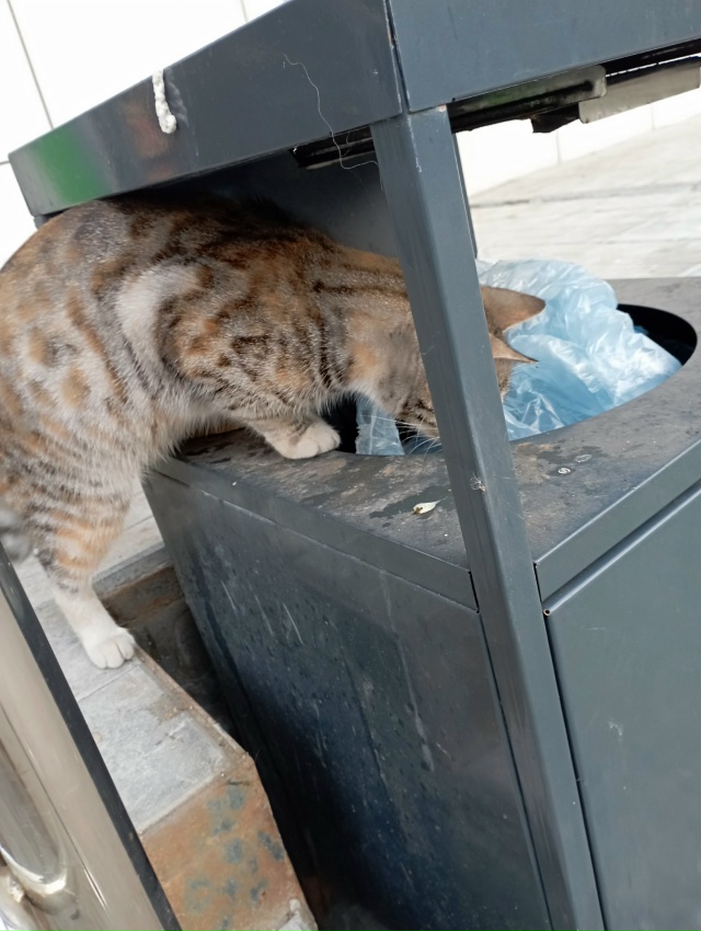 На Ямпольской (у магазина Ярче) ходит молодая кошка или...