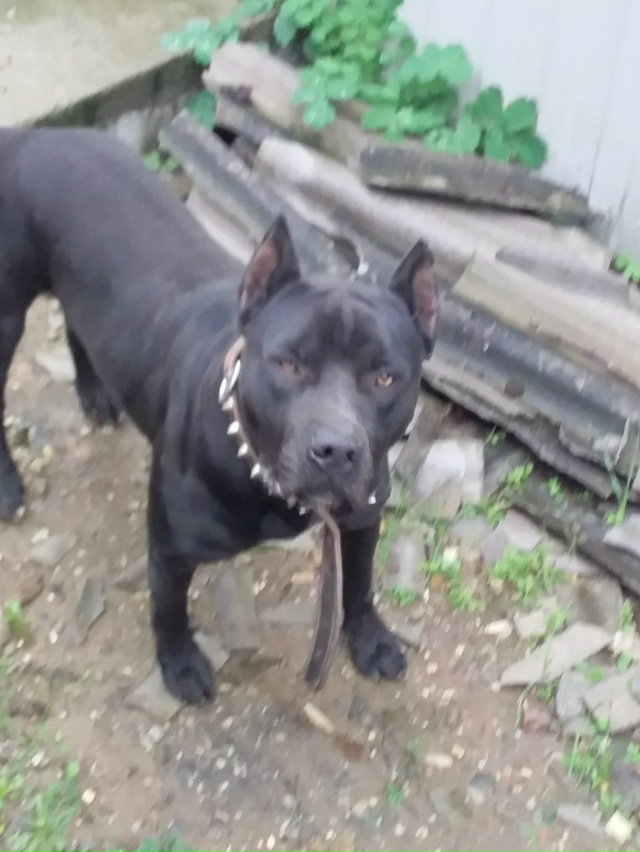 Срочно ищем нового хозяина для кобеля стаффордширског...