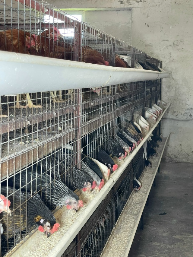 Мглинская птицефабрика !!!
29 октября в среду, с 10:00-11:30.
???...