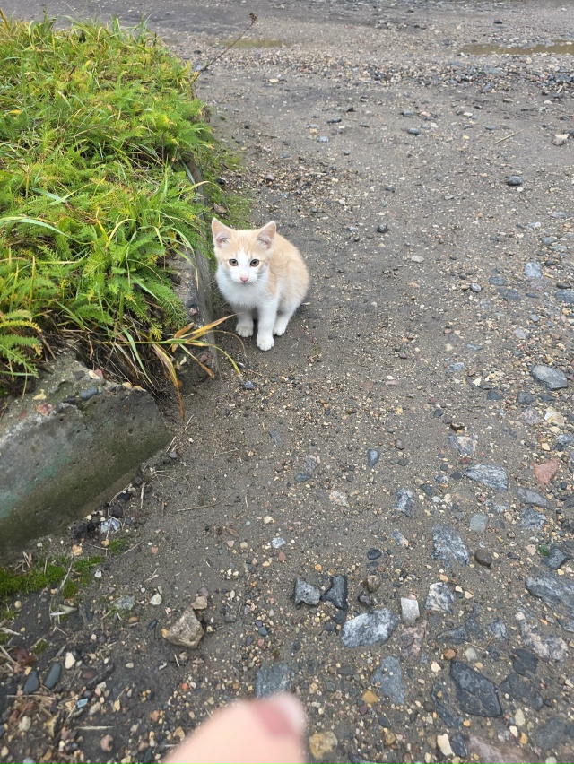 Возле пятиэтажного дома на Февральской 40
живут трое ма...
