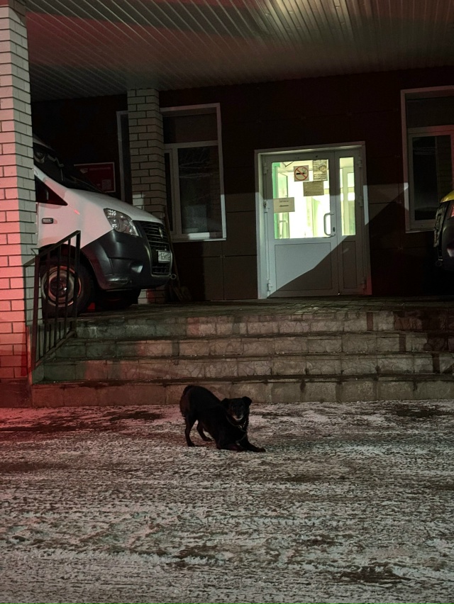 Возле больницы (Воскресенское) сидит небольшая чёрная ...