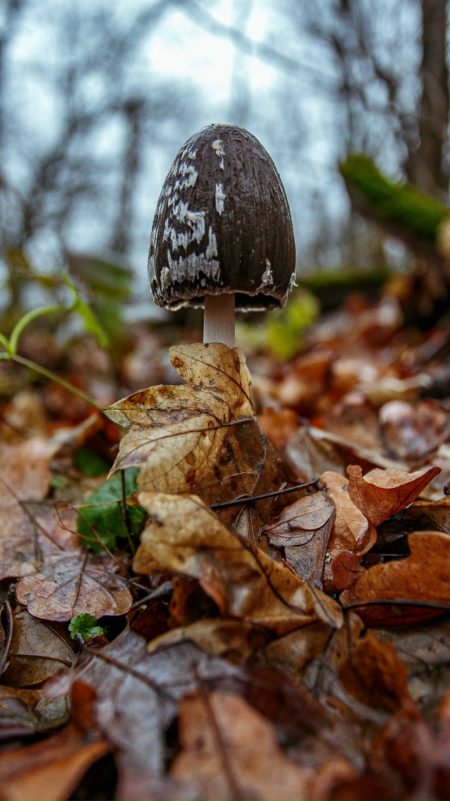 🥰 Осенняя красота в лесах Воронежской области