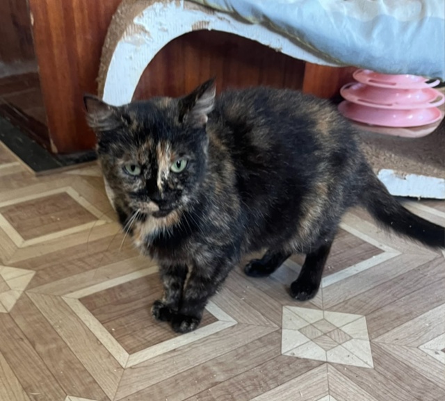 КОРИЦА ищет свой дом! 🧡
Вы любите булочки с корицей?
П?...