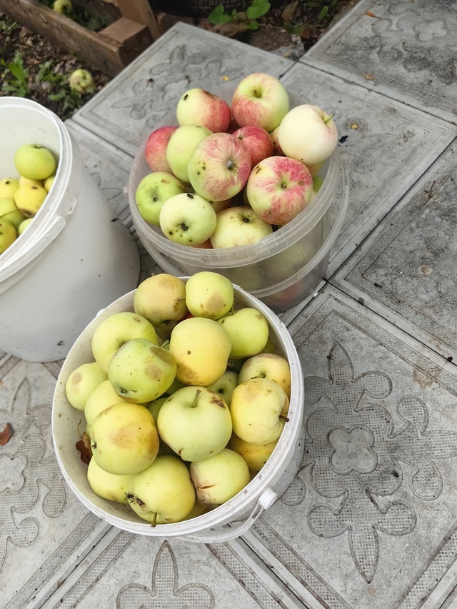 Яблочки 🍎🍎🍎 200р ведёрко... 89225562915