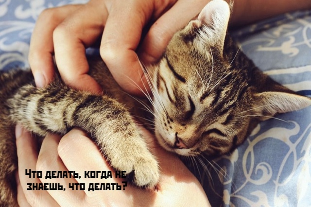 Коты-самое лучшее лекарство❤