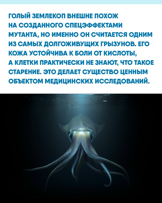 Мир живой природы хранит больше ужасающих «монстров», ...