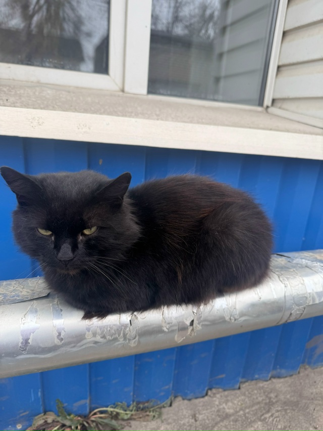 Пожалуйста помогите ?
Котик около железнодорожной а...