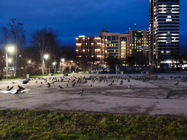 Кажется эти вороны что-то замышляют!!