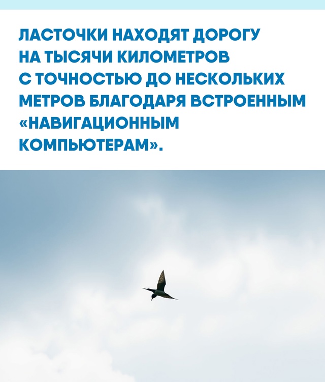 Учёные до сих пор открывают новые детали их навигации. ...