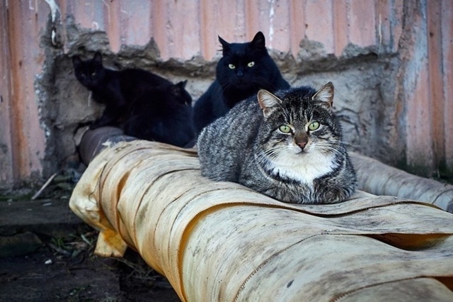 🐈⬛Воронежские котики работают в три смены и греют т...