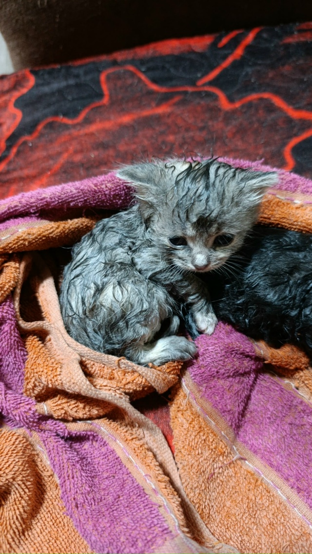 Добрый вечер, Алатырь! Хотелось бы очень сильно увидет?...