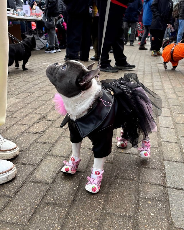 Мимиметр зашкаливает: в Воронцовском парке Москвы устроили парад французских бульдогов.
Пёсики в на