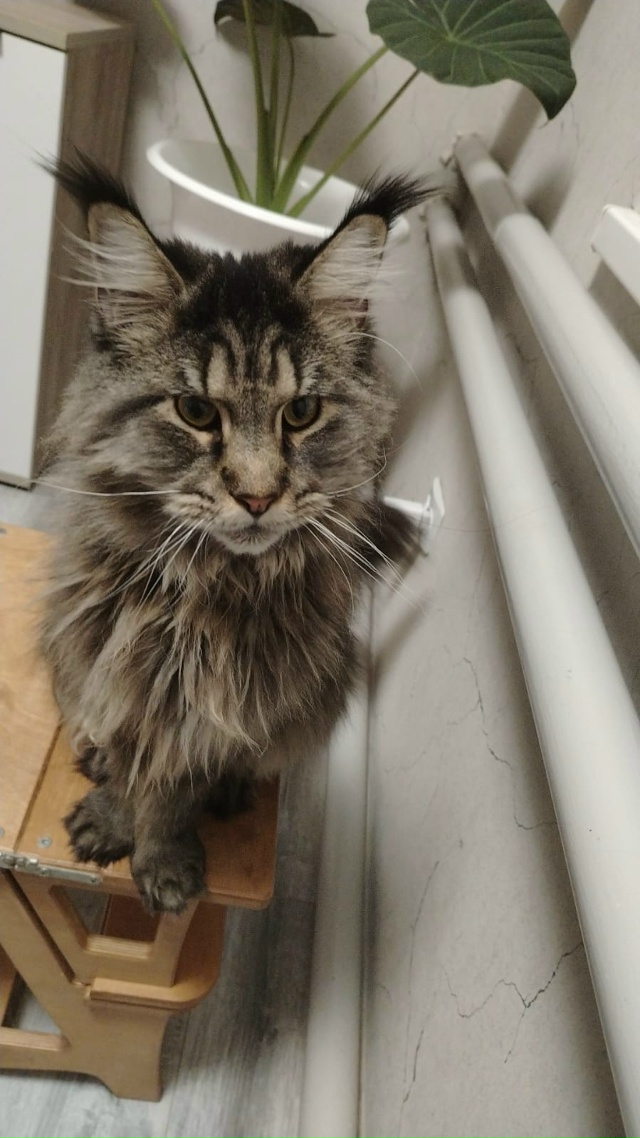 Помогите найти котика по кличке Лео. Пропал вчера. Угол...