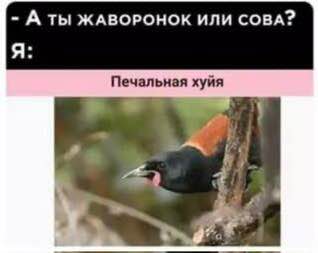 Ранний подъём может быть вреден для здоровья и приводить к выгоранию, хронической усталости и даже д