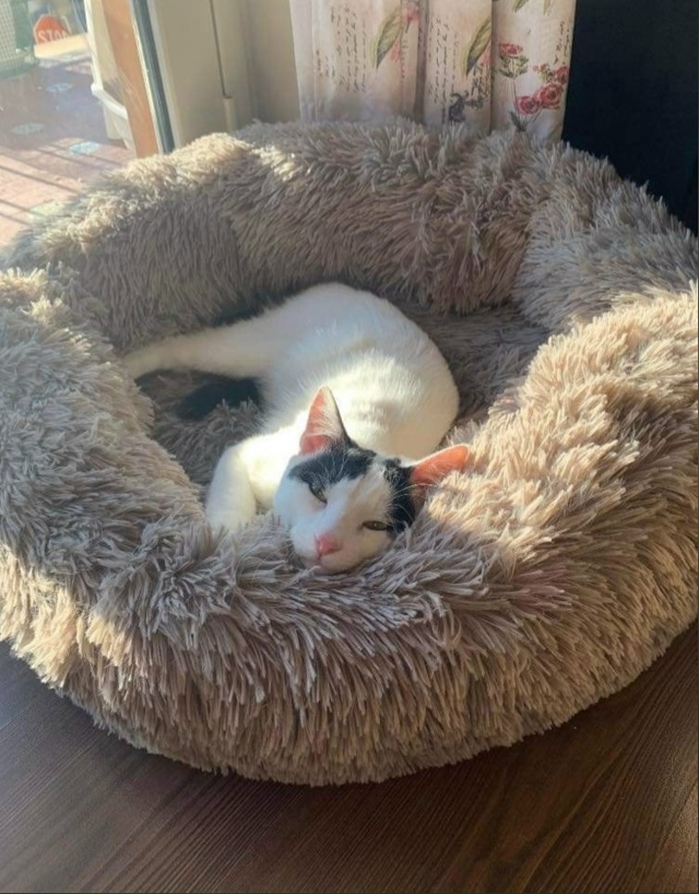 #Безкота_добро
Спасли котея из двигателя автомобиля. З...