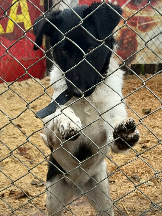 Нужен дом для классных парней.
Никто не захотел помочь ...