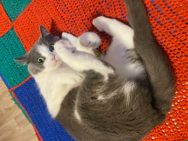 Жмыхнуло.
Любит Мурёна носки мужа.
#мурёнакошечка