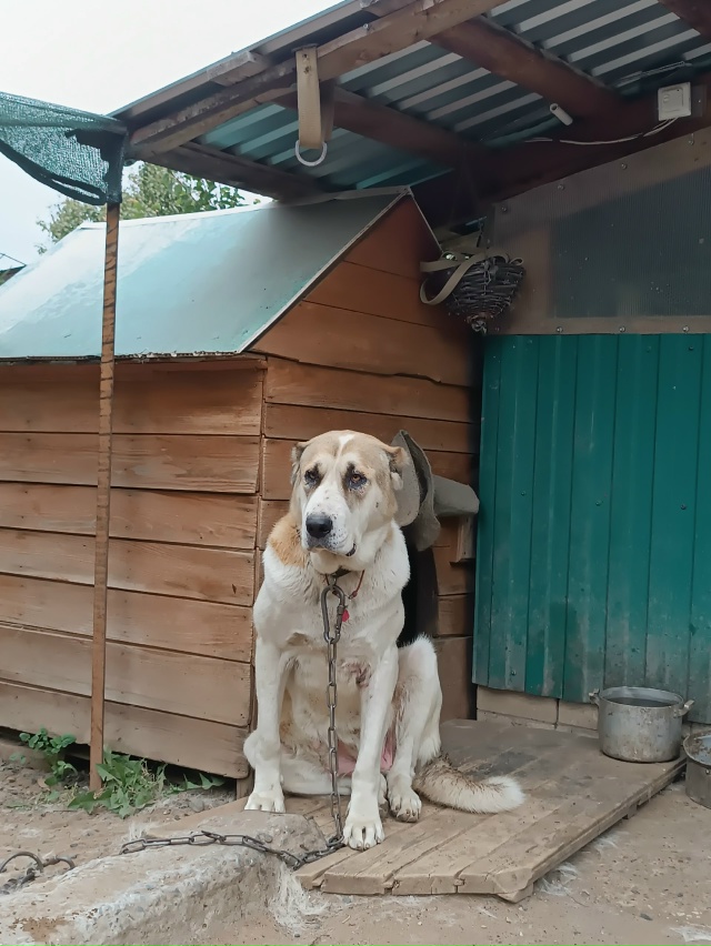 Собака нашла новый дом. Всем спасибо