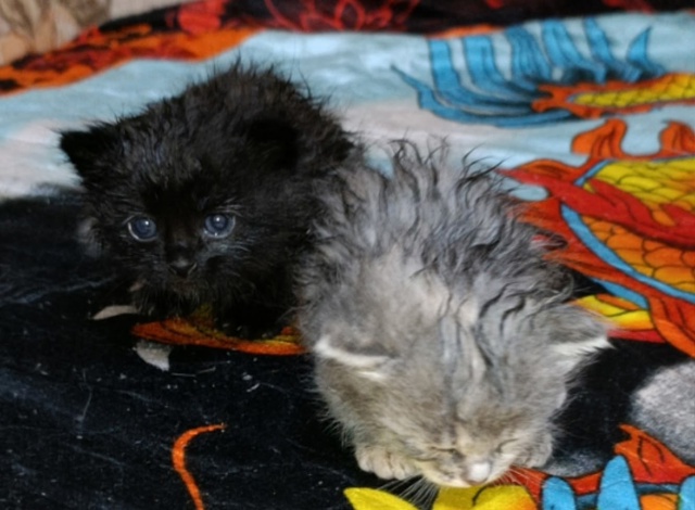 Добрый вечер, Алатырь! Хотелось бы очень сильно увидет?...