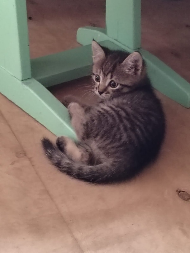 Отдам котёнка ( девочка), кушает все, ходит в лоток, от м?...