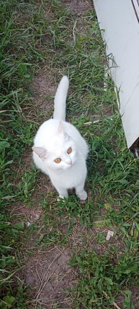 Очень хочется найти добрые ручки двум очаровательным ?...