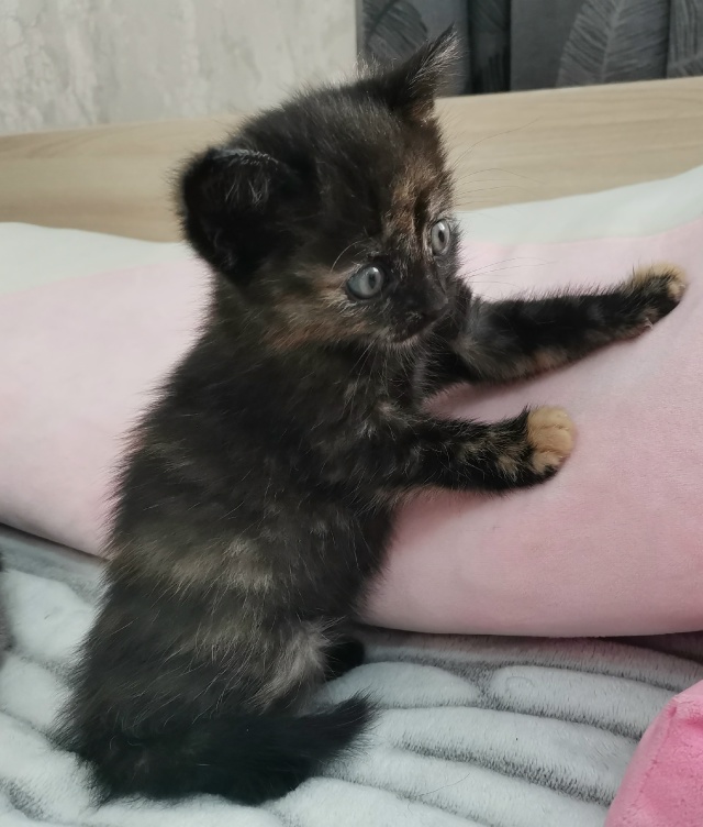 Отдам котят в добрые ручки. 2 девочки от домашней кошки....