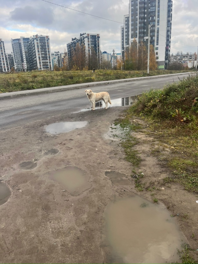 Кто потерял друга? На вид упитанный и не очень грязный