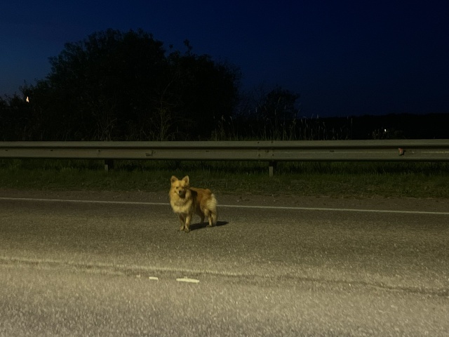 У церкви в Плеханово с 20:00 бегает комочек счастья… Ник?...