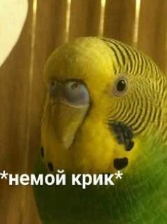 В Китае собрали киборга с мозгом человека. Ученые скрестили лабораторные нейроны с роботом, получив
