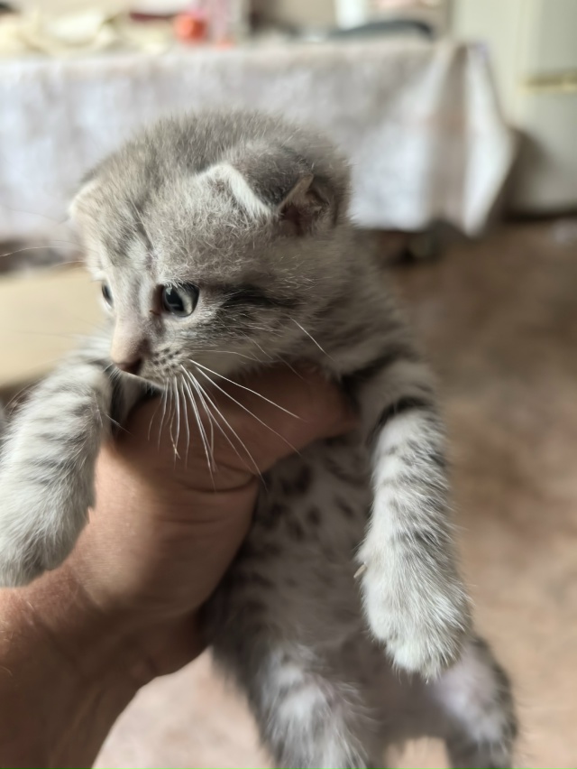 Отдам котят. 3 мальчика, одна девочка. Тел. 89058880999 или в л...