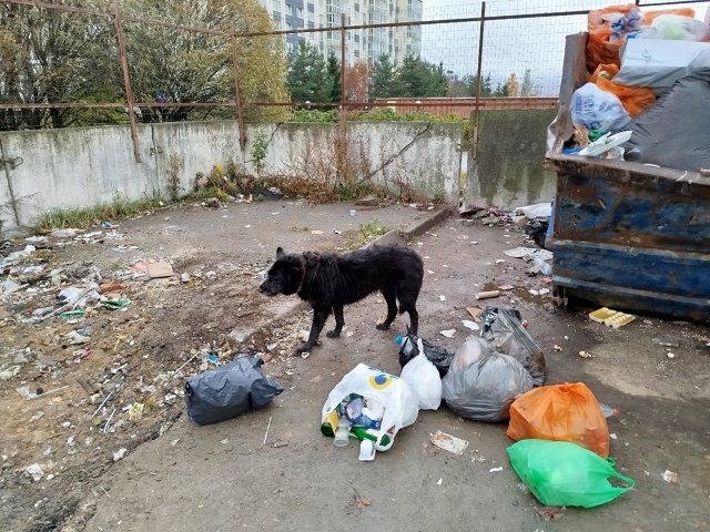 Кто друга потерял? На Верхней, возле АТП кормится.