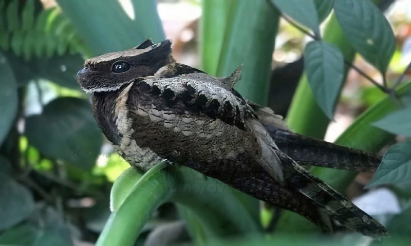 Это большой ушастый козодой — птица, которая больше всех остальных в мире похожа на дракона
Какой ж