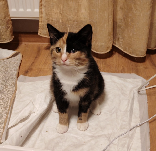 🙏Админ, напечатайте, пожалуйста, 🙏котята находятся в...