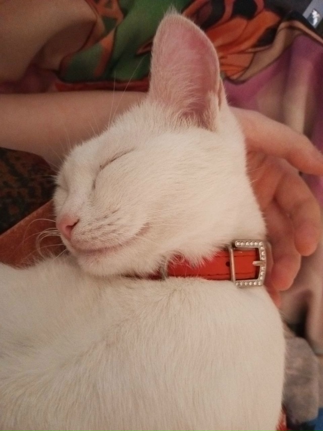 Пропала кошка, отзывается на кличку 