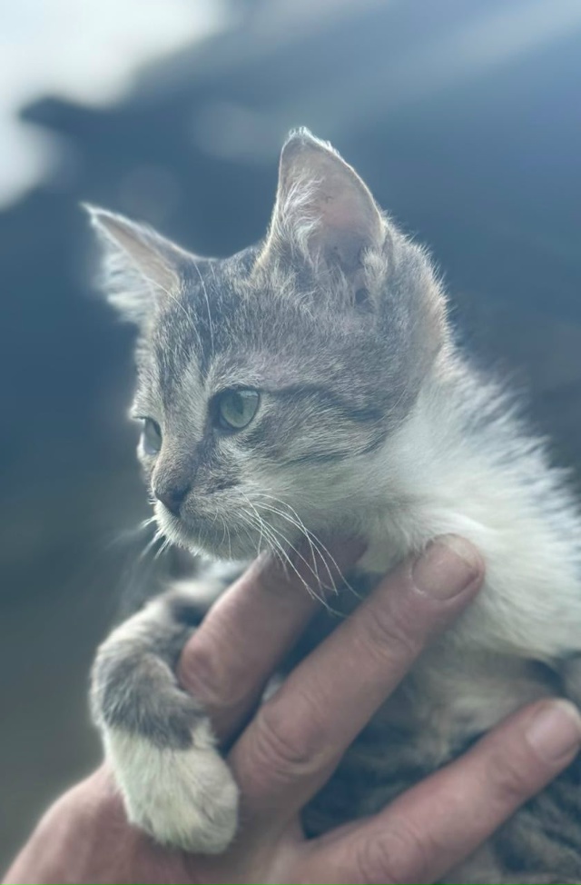 🔴🔵🟠КОТЯТА, которым нужен ДОМ🟢🟣🟡
КЛЁПА, мальчик, ...