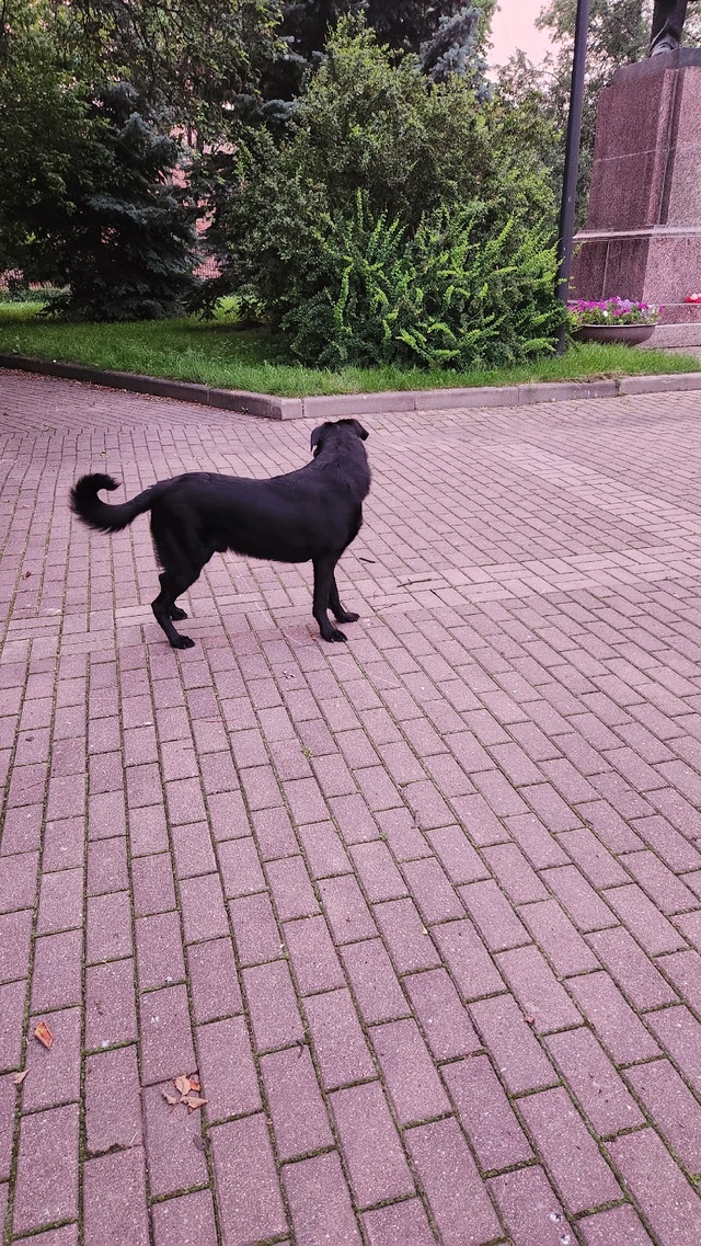 Бегает собака очень похоже, что домашняя в парке около ...