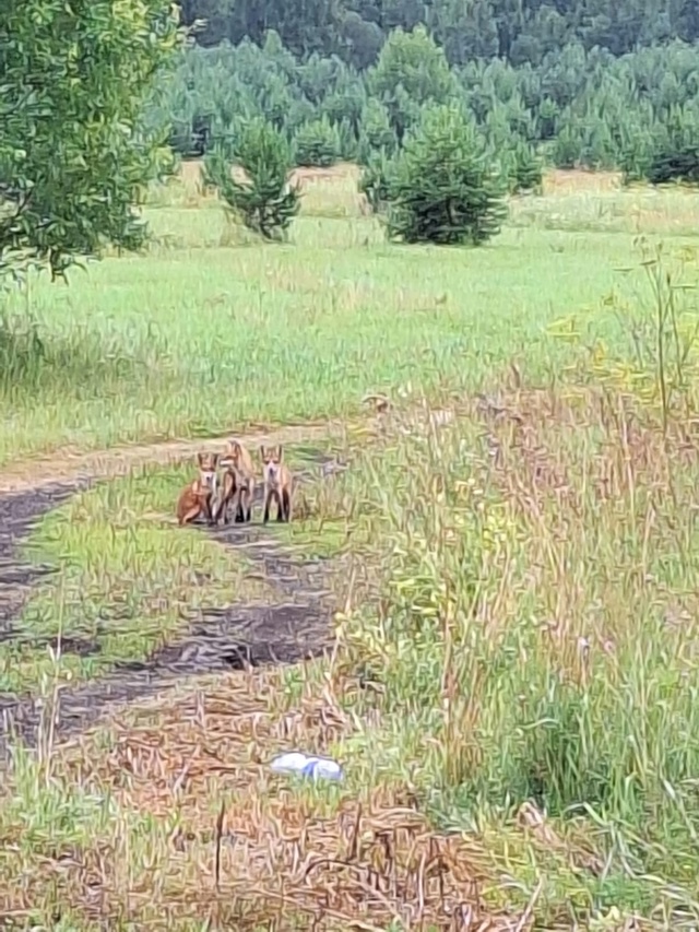 Лисы около Бабиной Горы