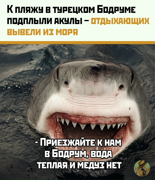 В Бодруме акулы выгнали туристов из воды
На одном из п...