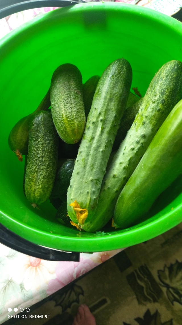 Отдам огурцы за вкусняшку, самовывоз из с. Великое, пис?...