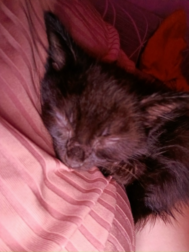 Отдам котёнка в добрые руки мальчик очень Любвеобильн...