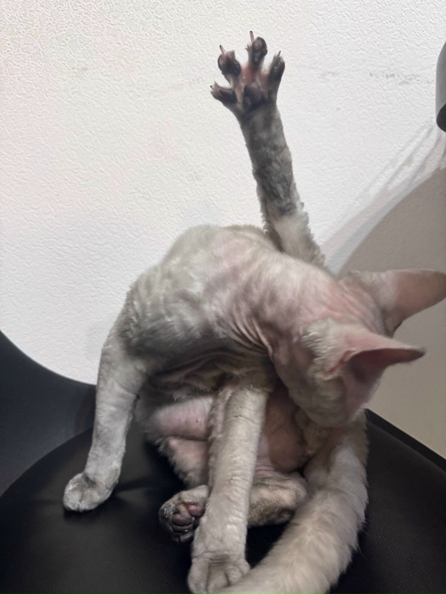 Всвязи с пожаром коту Беляшу требуется новая кличка. Д?...