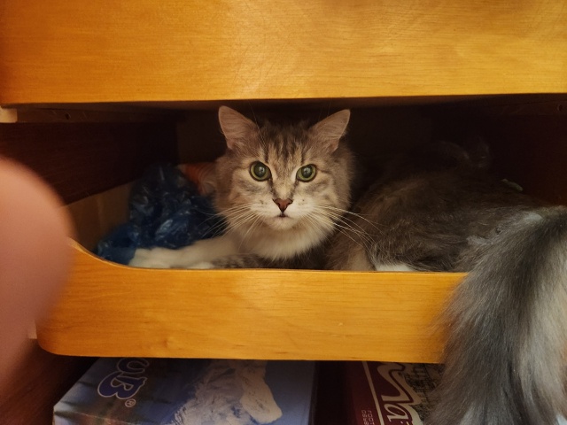 Тиша: Любимое место в шкафу