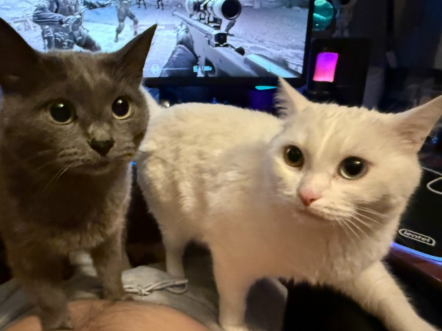 Бляцкие помогаторы
#КотМихаил
#КошкаСветлана