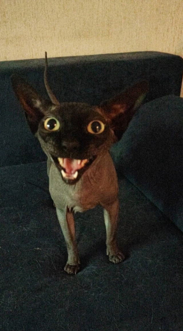 Достаточно всрато для этой группы?